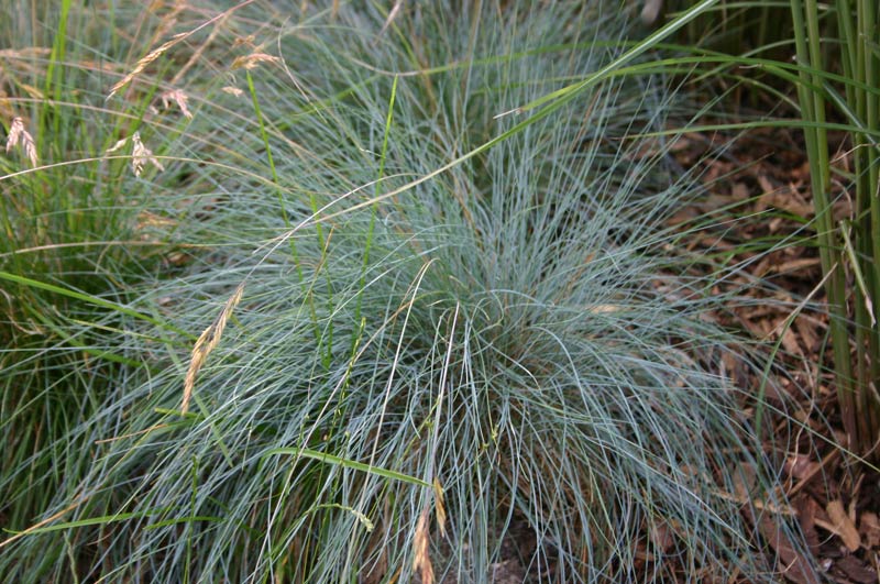 Festuca glauca