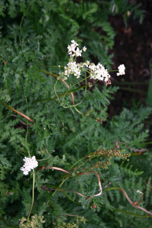 Filipendula ulmaria