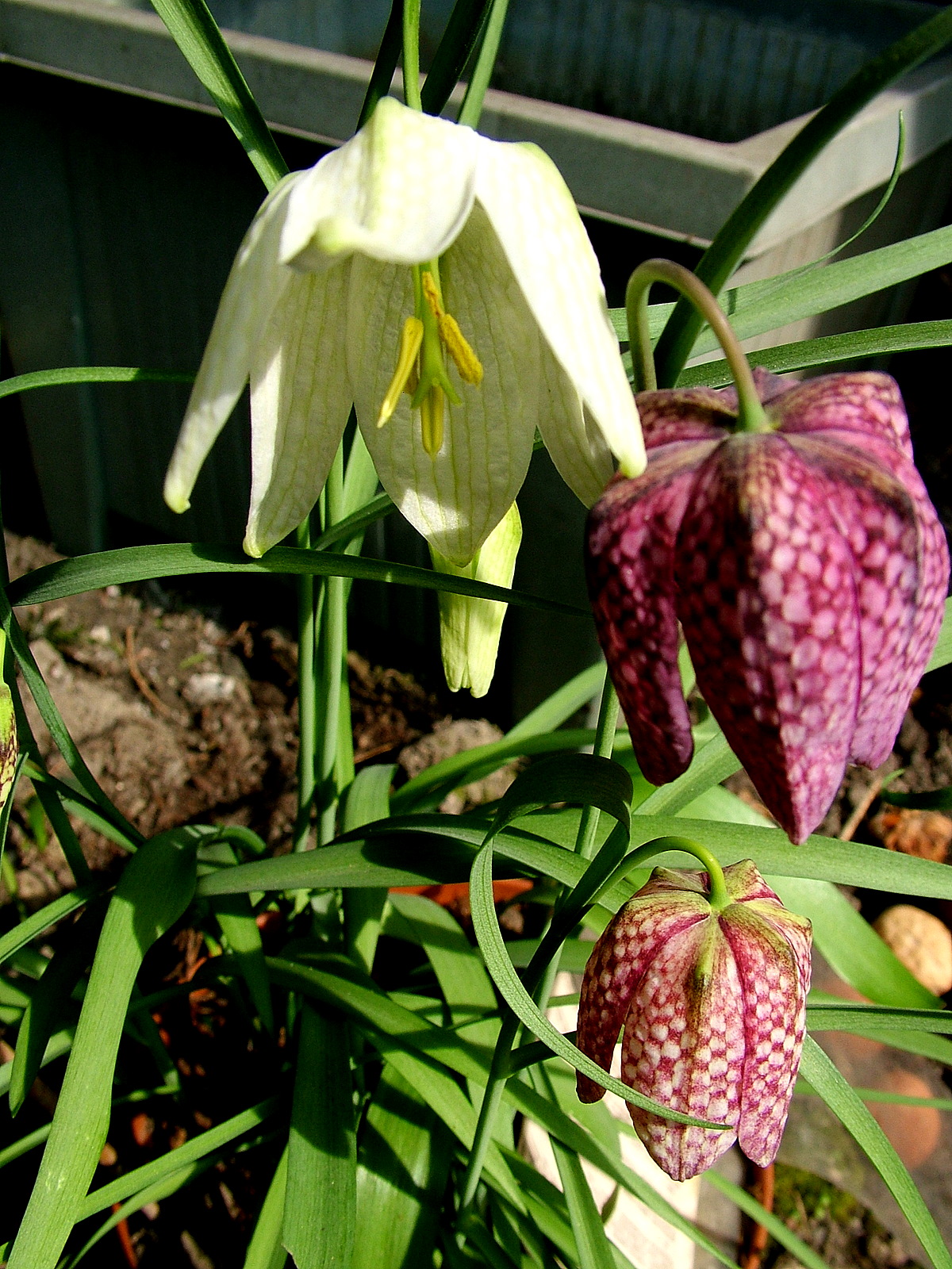 Fritillaria meleagris