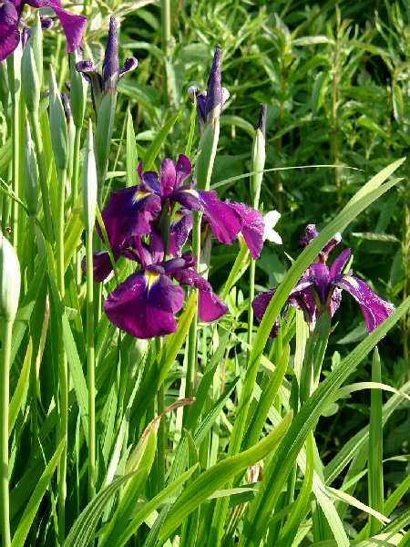Iris ensata (S. Iris kaempferi )