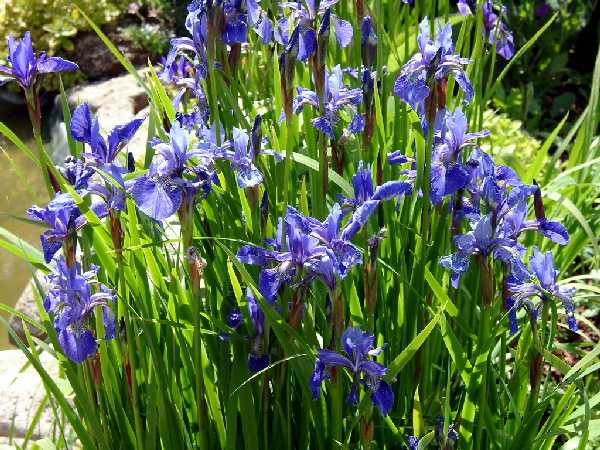 Iris siberica Perry's Blue