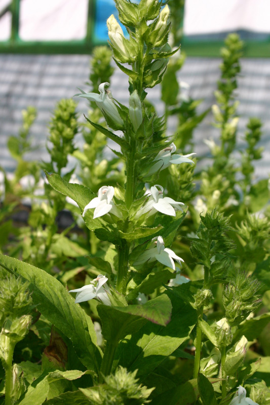 Lobelia siphilitica Alba