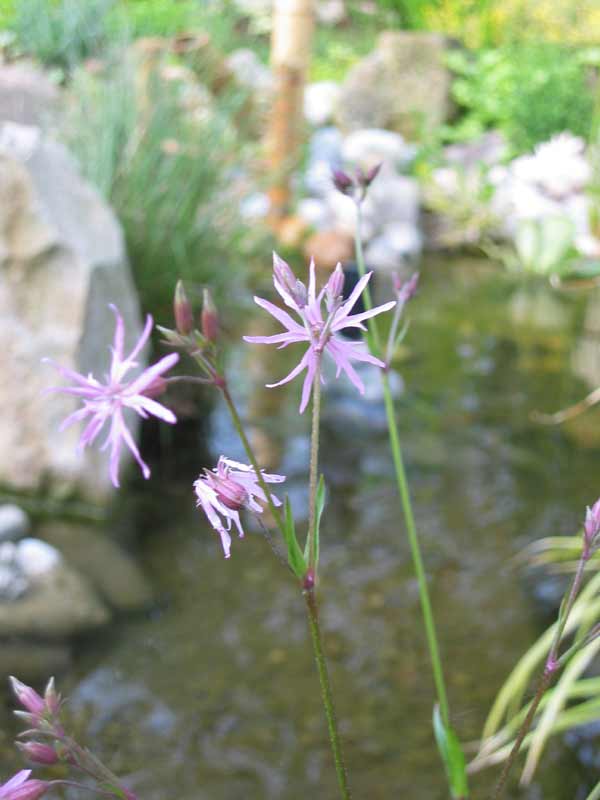 Lychnis flos-cuculi