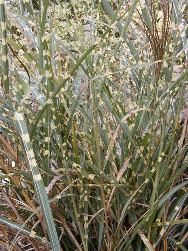 Miscanthus sinensis Zebrinus