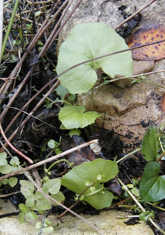 Petasites hybridus