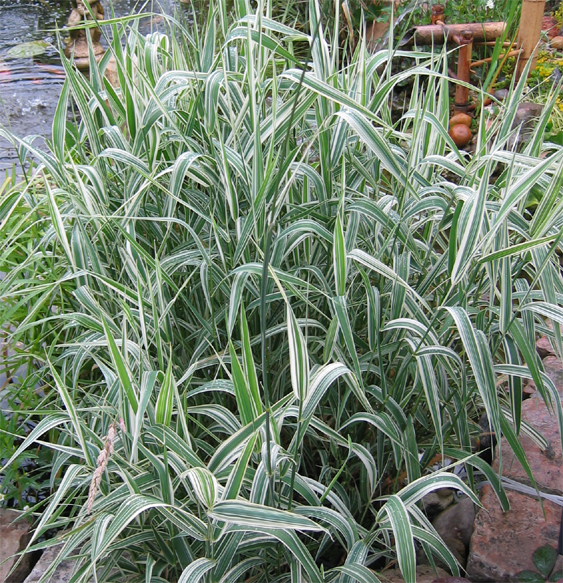 Phalaris arundinacea Picta