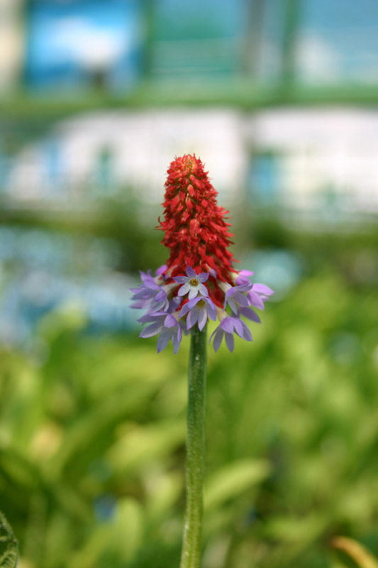 Primula vialii