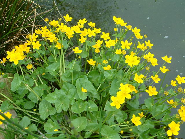 Caltha palustris