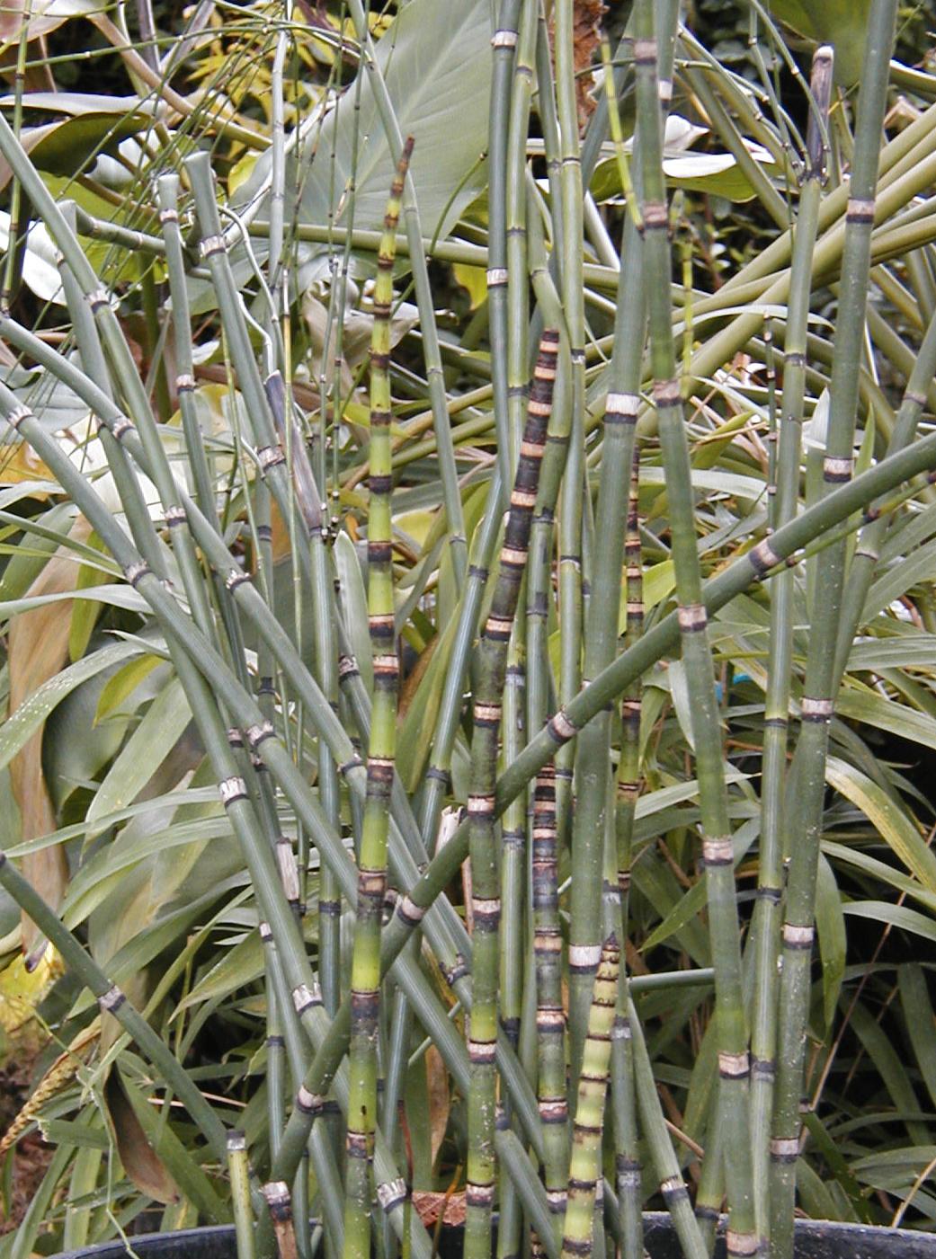 Equisetum hyemale var.robustum