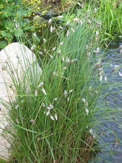 Eriophorum angustifolium