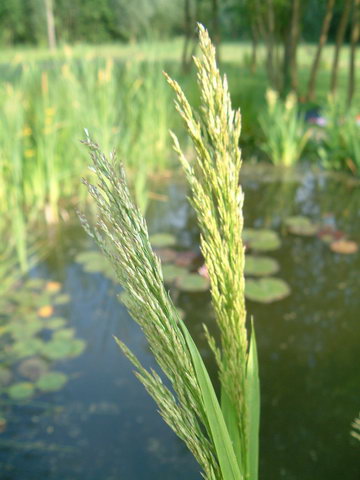 Glyceria maxima