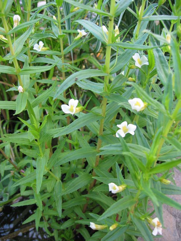 Gratiola officinalis