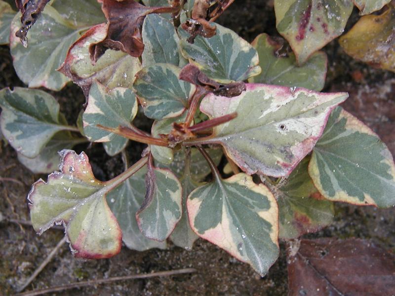 Houttuynia cordata 