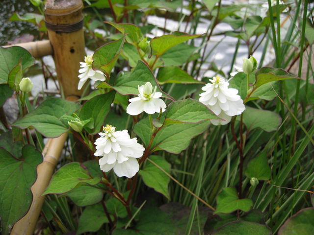 Houttuynia cordata 