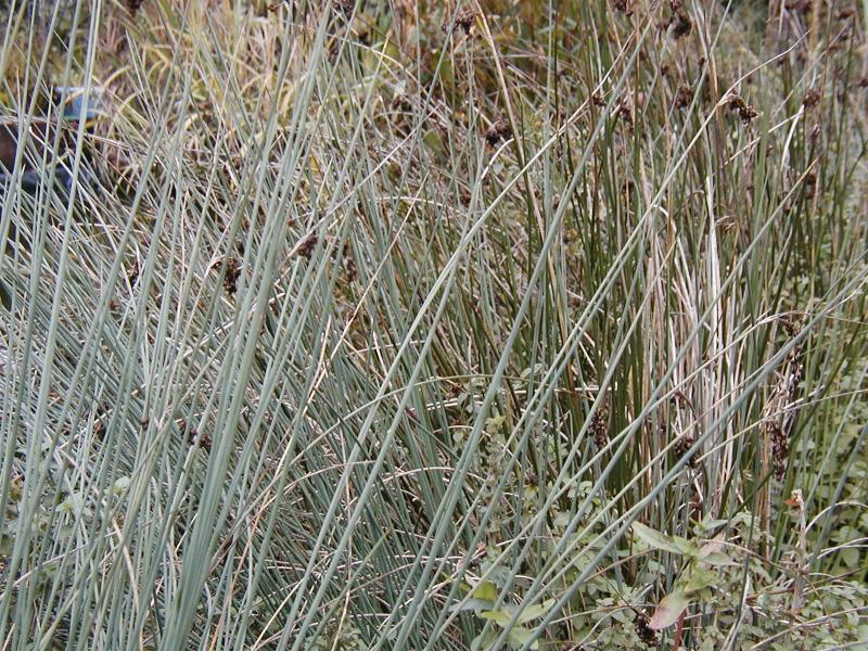 Juncus effusus