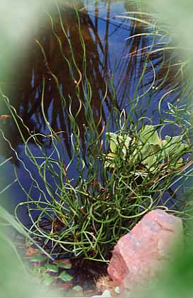 Juncus effusus 