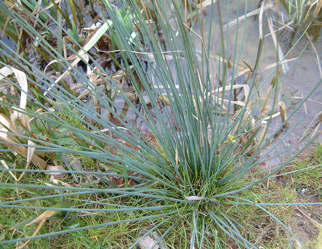 Juncus inflexus (glaucus)