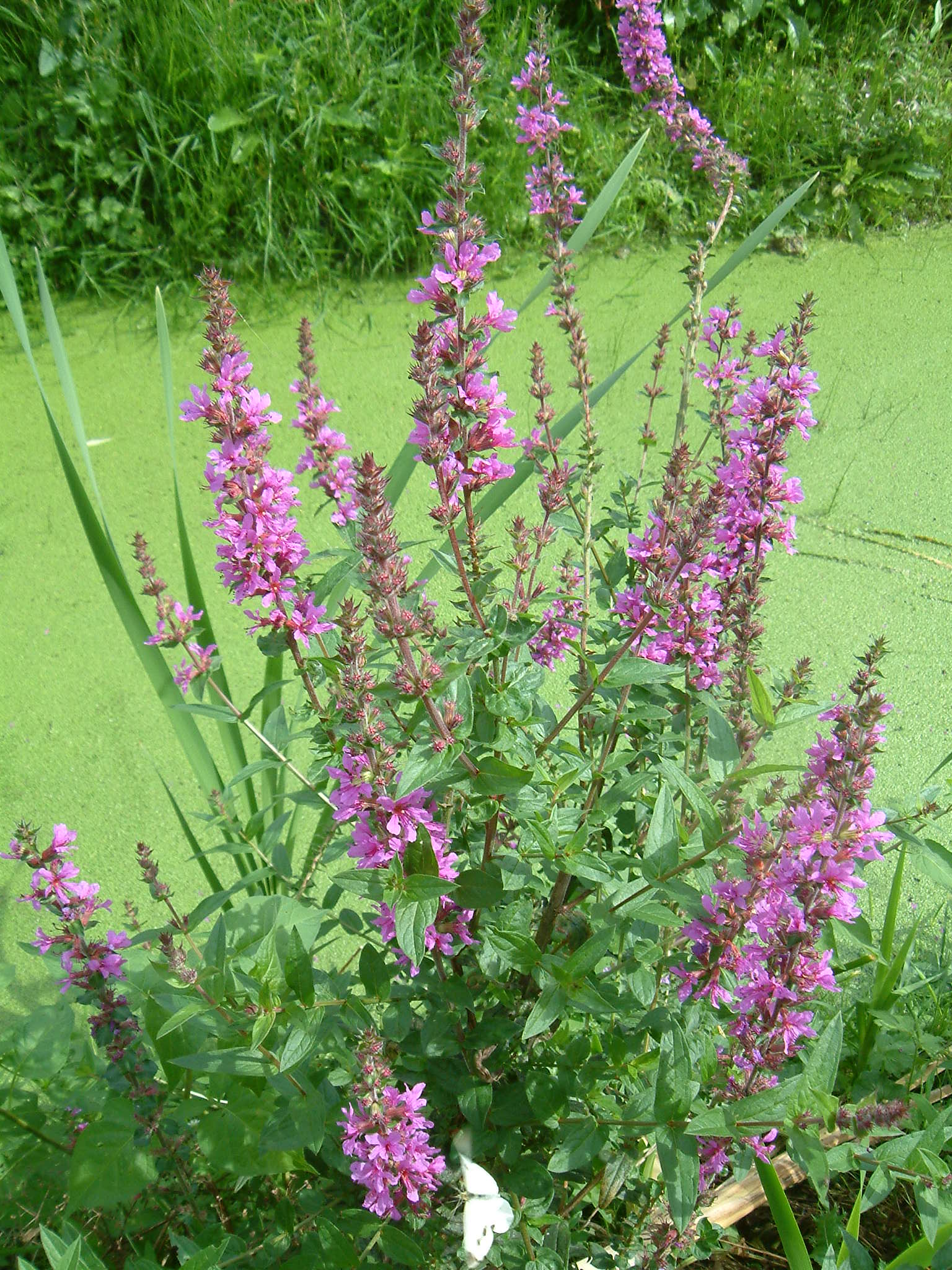 Lythrum salicaria