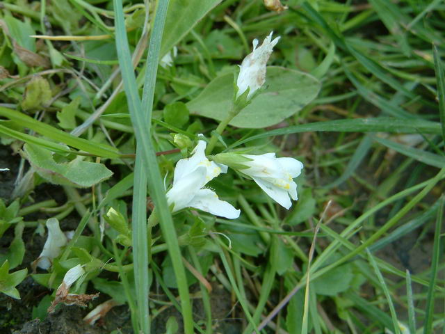 Mazus reptans 