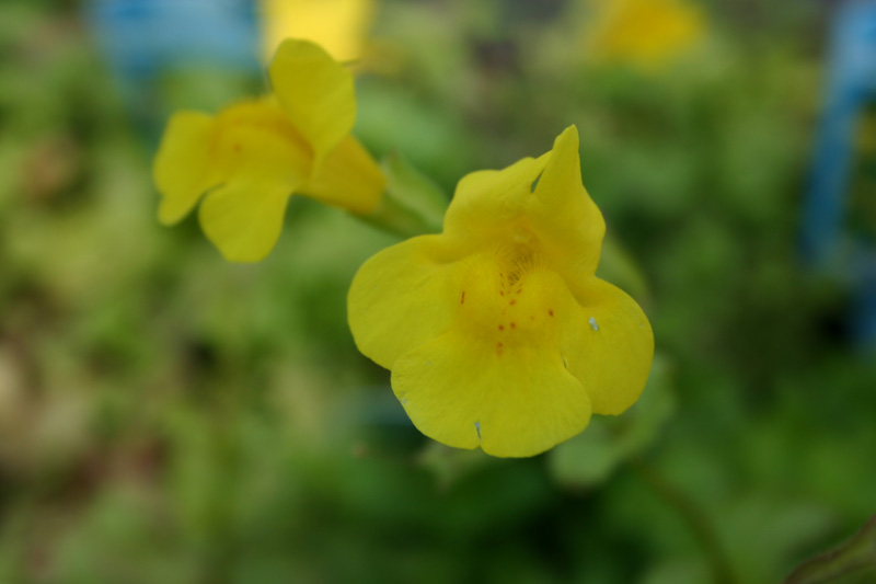 Mimulus luteus