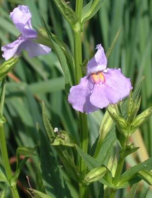 Mimulus ringens