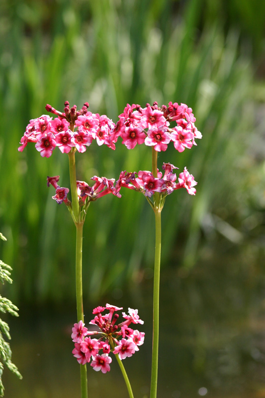 Primula japonica 