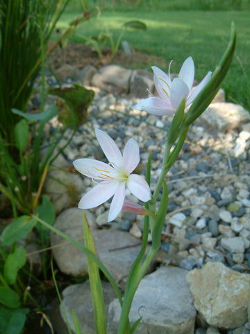 Schizostylus coccinea 