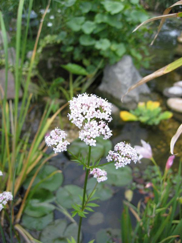 Valeriana officinalis