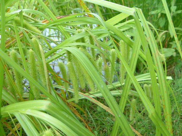 Carex pseudocyperus