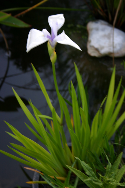 Iris laevigata 