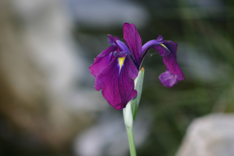 Iris laevigata 