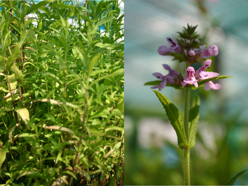 Stachys palustris