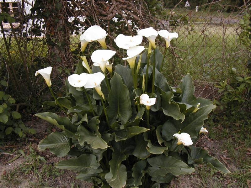 Zantedeschia aethiopica