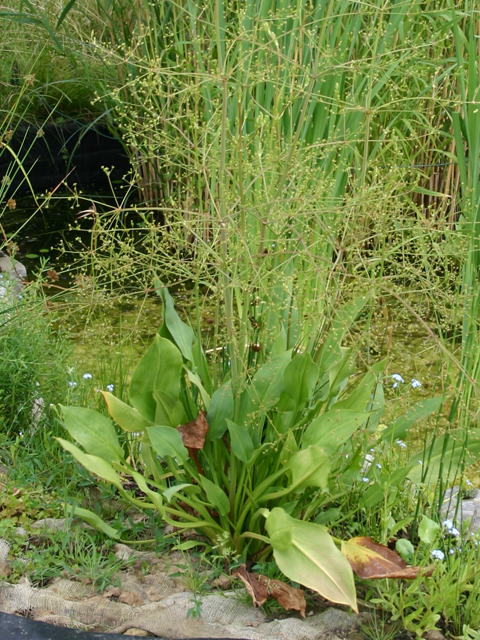 Alisma plantago-aquatica