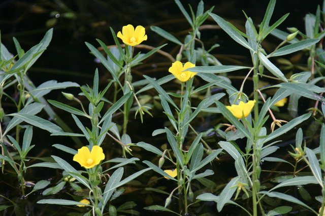Jussiaea grandiflora