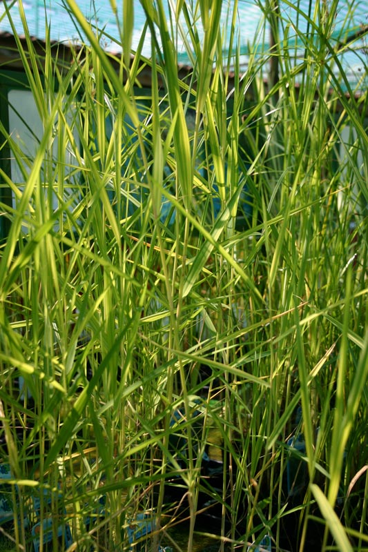 Phragmites australis 