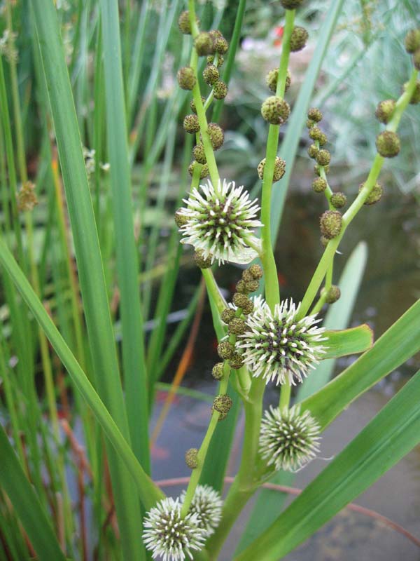 Sparganium erectum