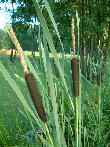 Typha latifolia