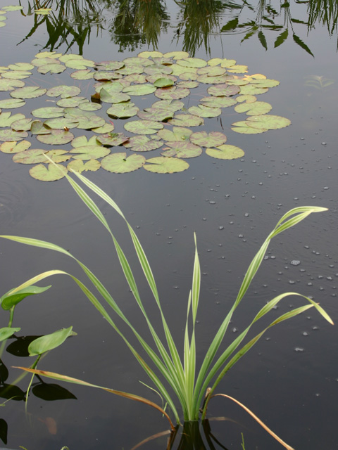 Typha latifolia 