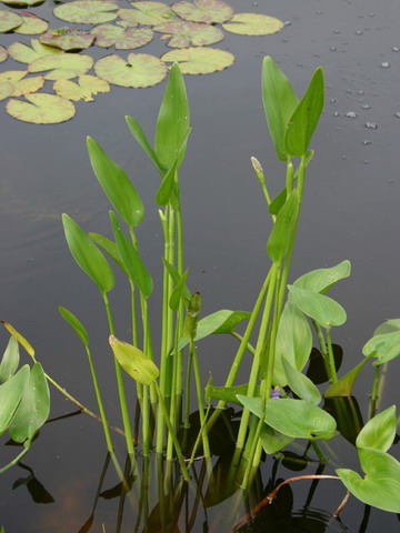 Pontederia lanceolata