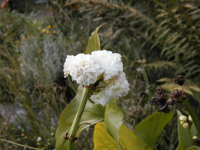 Sagittaria japonica 