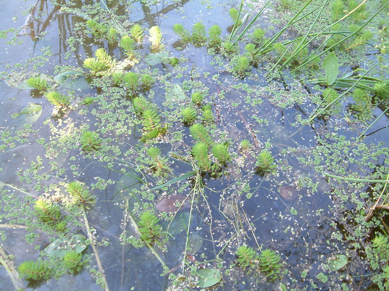 Myriophyllum spicatum