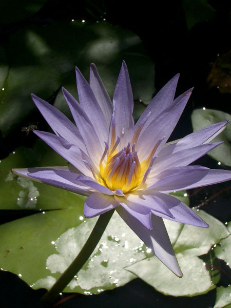 Nymphaea King of the Blues