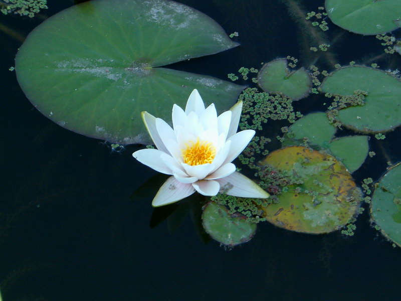 Nymphaea Alba