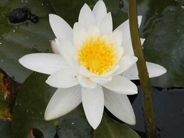 Nymphaea Marliacea Albida