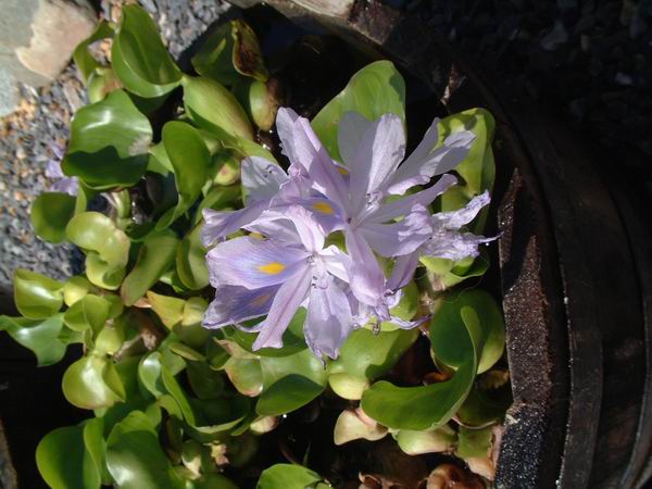 Eichhornia crassipes