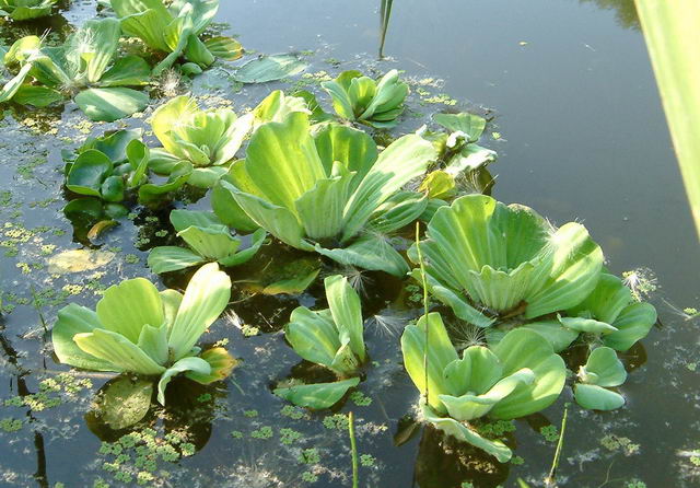 Pistia stratiotes