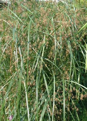 Cyperus Asper