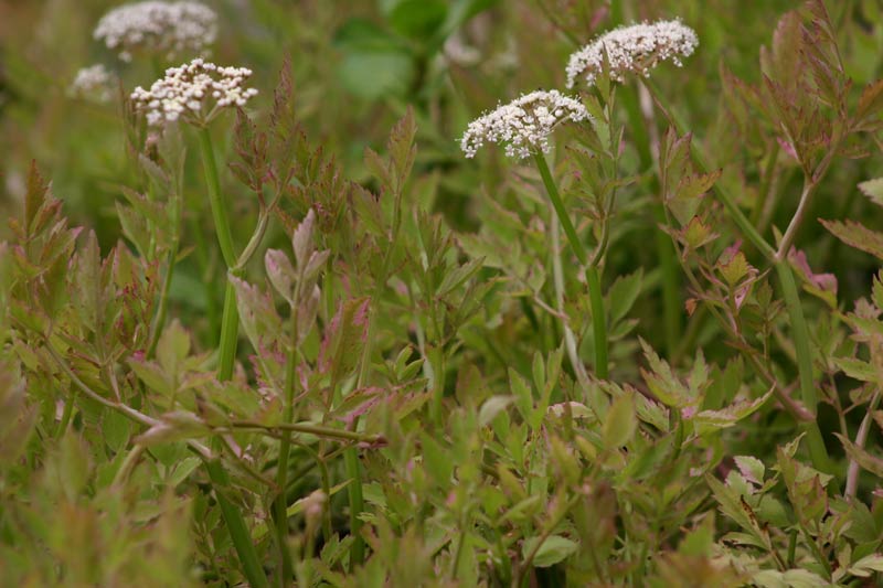 Oenanthe fistulosa 