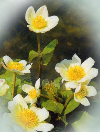 Caltha palustris 